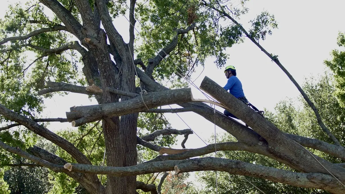 Professional Crown Thinning performed by certified arborists in Cunningham