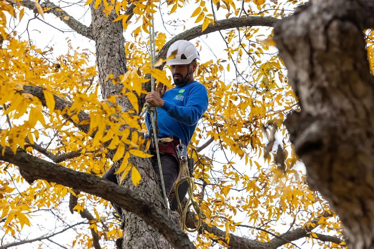 Skilled Tree Disease Treatment crew working in Cunningham